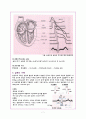 심전도 레포트 (Heart Anatomy & EKG report) 7페이지