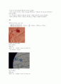 [아주대-생물학실험] (결과) 현미경 사용법과 세포관찰 5페이지