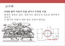 한국의 불교와 탑의 이해.ppt 51페이지