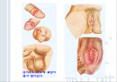 청년기의 성행동과 문제 [성적발달] 71페이지