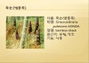 [채소 원예총론] 식물 형태학적 분류.ppt 11페이지