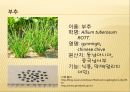 [채소 원예총론] 식물 형태학적 분류.ppt 20페이지