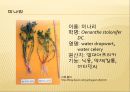 [채소 원예총론] 식물 형태학적 분류.ppt 68페이지