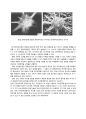 일반생물학 - 현미경에 대해서 13페이지