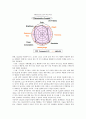 [OLED] OLED(Organic Light Emitting Diode)의 원리, 구조 및 동향 5페이지