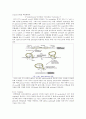 Central Dogma (중심원리) 9페이지