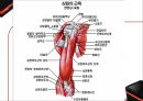운동 역학 (골격근과부우별명칭,골격근분석,해부학적자세와신체의면).PPT자료 11페이지