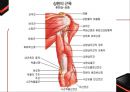 운동 역학 (골격근과부우별명칭,골격근분석,해부학적자세와신체의면).PPT자료 12페이지