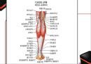 운동 역학 (골격근과부우별명칭,골격근분석,해부학적자세와신체의면).PPT자료 17페이지