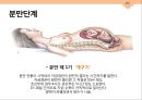 성심리와 성건강 임신과 분만,출산율,월경,임신,육아,태교 29페이지