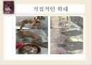 동물 SOS - 동물학대의 원인 및 해결방안.ppt 5페이지