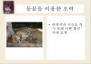 동물 SOS - 동물학대의 원인 및 해결방안.ppt 11페이지