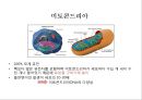 한국인의기원문제.유전학으로본 한국인의기원,한국인기원,미토콘드리아DNA연구 4페이지