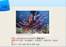 [해양생명공학개론] 해양생물 종 다양성 기술.PPT자료 21페이지