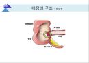 대장내시경에서 발견되는 소견 (대장 용종 및 대장암, 기타 소견).ppt 4페이지