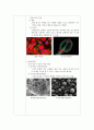 생물학실험1 1주차  5페이지