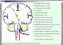 [뇌손상] Ataxia[실조증]의 운동치료 7페이지