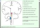 [뇌손상] Ataxia[실조증]의 운동치료 20페이지