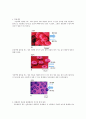 원형질막 분리와 용혈현상 예비보고서 - 실험설계, 기구 및 시약, 실험방법, 삼투현상, 식물세포, 동물세포 3페이지