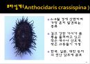 무척추동물 - 극피동물에 대해서 18페이지