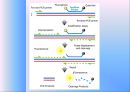 유전학 - CTTN 유전자 다형성과 대장암발생과의 연관성 10페이지