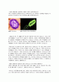 생물학개론 - 바이러스에 대해서 4페이지