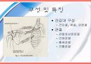 [운동치료] 견관절 (Shoulder Joint) 해부학적 구조와 손상후 재활 2페이지