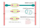 [물리치료] 자가 마사지방법 (Self massage).ppt 12페이지