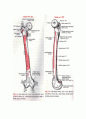 [해부생리] The Hip Joint(고관절)에 관해 6페이지