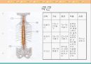 [해부생리] 척추를 움직이는 근육들 5페이지