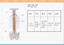 [해부생리] 척추를 움직이는 근육들 9페이지