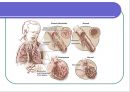 [심폐물리치료] 폐 기능의 검사 16페이지