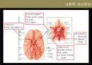뇌졸중 전반조사 (해부/병태생리/약물/치료개발동향).ppt 12페이지