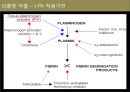 뇌졸중 전반조사 (해부/병태생리/약물/치료개발동향).ppt 14페이지