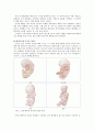 [사회과학] 아동의 정상발달 - 수정 후 태아기부터 아동기까지 아동의 정상적인 발달 3페이지