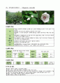 수목 도감 50개 25페이지