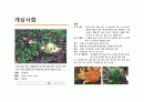 지피식물 도감 (30개) 12페이지