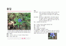 지피식물 도감 (30개) 15페이지