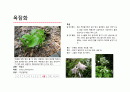 지피식물 도감 (30개) 26페이지