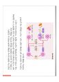 (스포츠의학, 운동처방관련학과) 인체 면역 시스템과 스포츠 관련성 감염.pdf 9페이지