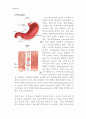 [동물조직학] 입에서 항문까지 소화기계(Digestive System)의 조직학적인 정리 5페이지