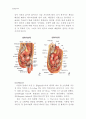 [동물조직학] 입에서 항문까지 소화기계(Digestive System)의 조직학적인 정리 9페이지