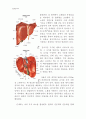 [동물조직학] 입에서 항문까지 소화기계(Digestive System)의 조직학적인 정리 10페이지