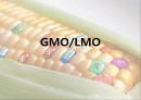 [A+자료]GMO, LMO에 관한 조별과제, GMO의 장점 단점, LMO의 장점 단점, 사례, GMO 현황, 유전자 변형 방법 1페이지
