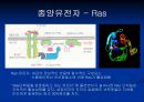 [A+자료] 암에 관한 조별과제, Cancer 특 A++ 자료, 암유전자에 관해 14페이지