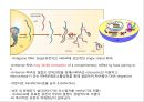 2013 세포배양학(기말 자료).pptx 33페이지