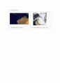 열대성 폭풍 - 21세기 들어와(2008년 1월 1일 이후) 발생한 열대성 폭풍 (태풍, 허리케인, 사이클론 포함)과 그 피해에 대하여 조사해봅시다 16페이지