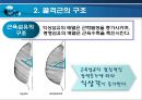 골격근의 생체역학 (근육힘줄단위의 활동특성, 골격근의 구조, 골격근의 기능, 근력생성에 영향을 미치는 요인, 근력, 근파워 및 근지구력, 일반적 근육의 손상).pptx 17페이지