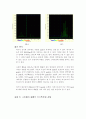 [일반화학실험] 원소 스펙트럼 : 원소의 선스펙트럼에서 원자의 전자 상태의 양자화와 분광학의 원리를 배운다 6페이지