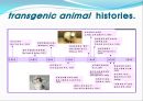 [발생공학] 형질전환 동물 transgenic animal.PPT자료 4페이지